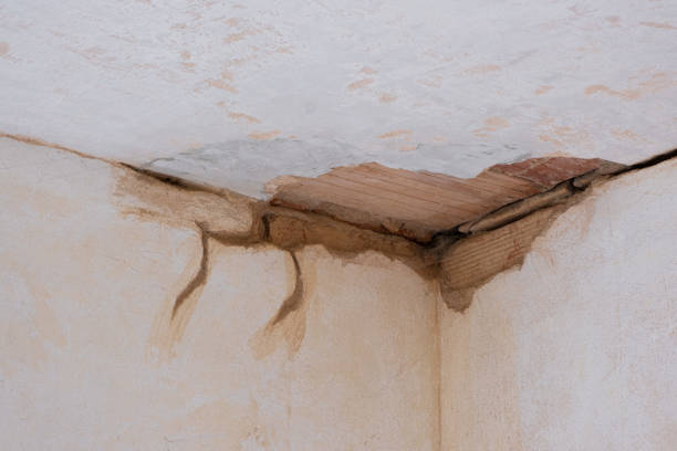 Best Mold removal after water damage  in Timber Pines, FL