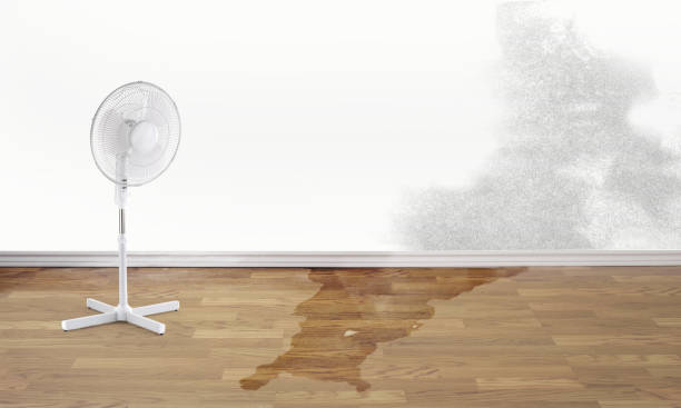 Best Water damage cleanup near me  in Timber Pines, FL