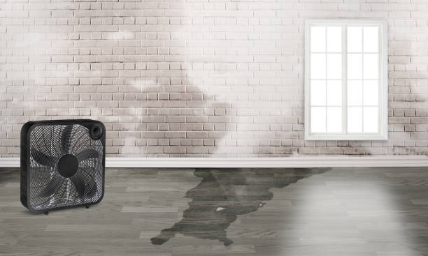 Best Residential water damage restoration  in Timber Pines, FL